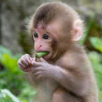 Goonin2clash's Avatar'