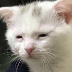 God_Of_Cats106's Avatar'