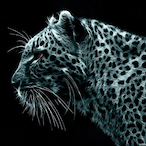 Stroida's Avatar'