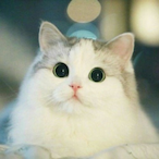 djddIerr's Avatar'