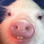 HohloSchwein's Avatar'