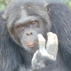 CurrySoNice's Avatar'