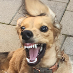 RABIES.FISTO's Avatar'