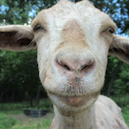 SlimeJitSlatt's Avatar'