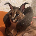 WalnutPaste's Avatar'