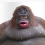 ViererKaktus's Avatar'