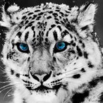 Reeebo.'s Avatar'