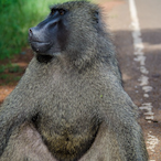 OgBoxMonkey's Avatar'