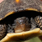 BadAccuracy's Avatar'