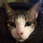 Wingnut_da_Cat's Avatar