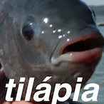 T1lapia_K's Avatar'