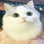 Gato_2B's Avatar'