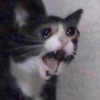 PreMaloneUwU's Avatar'