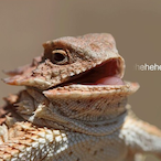 CrazyCatFather's Avatar'