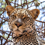 amirrezashokri's Avatar'