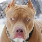 Vin3Pitbull.'s Avatar'