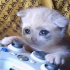 Crying_GameCat's Avatar'