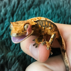 GaryDaGecko's Avatar'