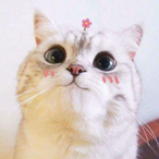 RimYee's Avatar'