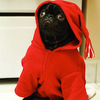 PomSpaggettie's Avatar'
