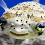 SleepyPuffer's Avatar'