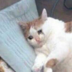 UwU_Senpai's Avatar'