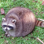 ChaseA0702's Avatar'