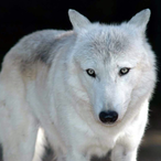 RoGu3W0lf7229's Avatar