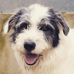 SeniorSergi's Avatar'