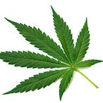 Skiizard-THC's Avatar'