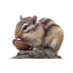 Chippy.exe's Avatar'