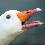 CannibaI_Goose's Avatar'