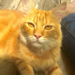 Soiyeb's Avatar'