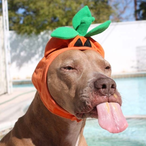 MyDogCameOnMe's Avatar'