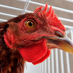 OfficialMist's Avatar'