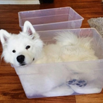 UpwardDoggo's Avatar'
