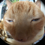 I_likesalt's Avatar'