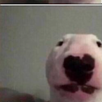 DonHugoCigars's Avatar'