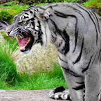 Flanker1Six's Avatar