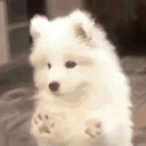 PolarisMZ's Avatar'