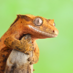 DeluxeGekkon's Avatar'