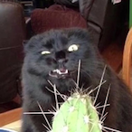 NeededBelt's Avatar'