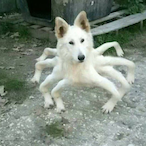 Tortellinied's Avatar'