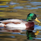 qt.ducks's Avatar'