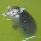 SEAL-CUBS's Avatar'