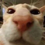 TheSh1ney69's Avatar'