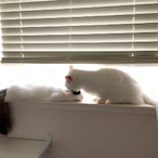 cronustxch's Avatar'