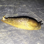 Slug_Cartilage's Avatar'