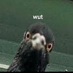 Epiccobra1's Avatar'