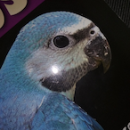 Essienahaha's Avatar'